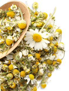 Picture of chamomile flower